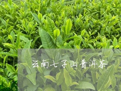 云南七子山普洱茶/2023041311027