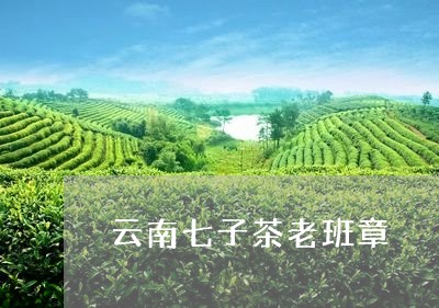 云南七子茶老班章/2023032905158