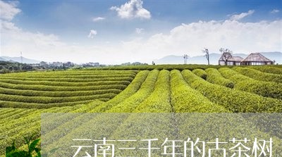 云南三千年的古茶树/2023032143637