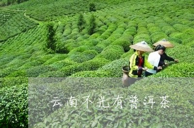 云南不光有普洱茶/2023041208261