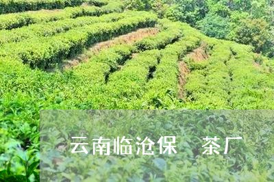 云南临沧保恵茶厂/2023032587140