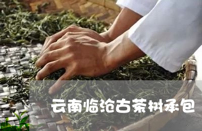 云南临沧古茶树承包/2023032160816