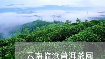 云南临沧普洱茶网/2023041015057