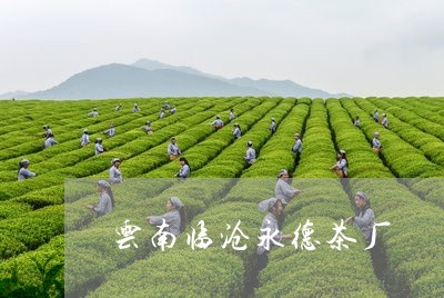 云南临沧永德茶厂/2023032579714