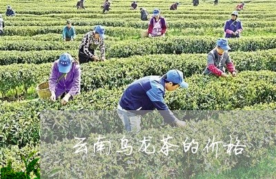 云南乌龙茶的价格/2023032720484