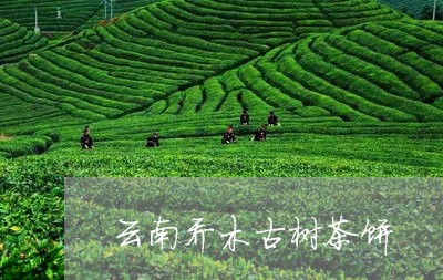 云南乔木古树茶饼/2023032640483