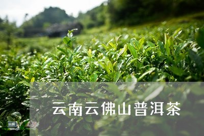 云南云佛山普洱茶/2023031726047