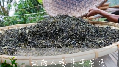 云南人喝普洱茶吗/2023040137160