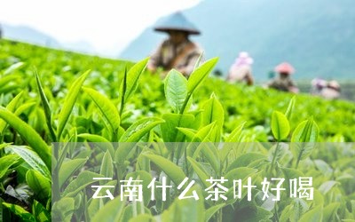 云南什么茶叶好喝/2023041322715