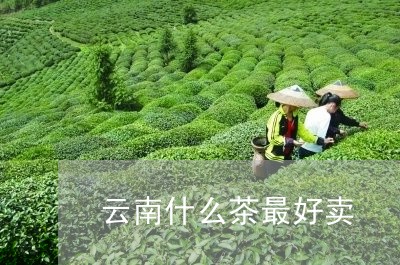 云南什么茶最好卖/2023032704817