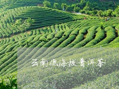 云南低海拔普洱茶/2023041076258