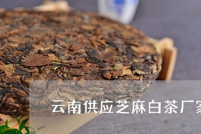 云南供应芝麻白茶厂家地址/2023040162827