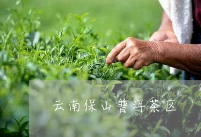 云南保山普洱茶区/2023041058280