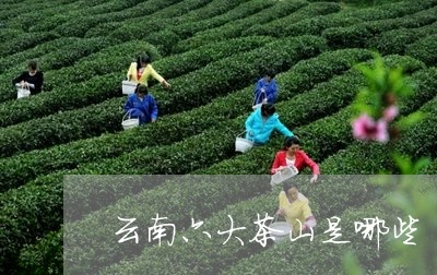 云南六大茶山是哪些/2023032104368