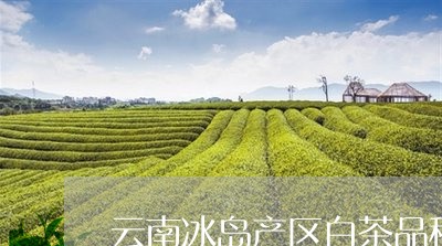 云南冰岛产区白茶品种特点/2023040140805