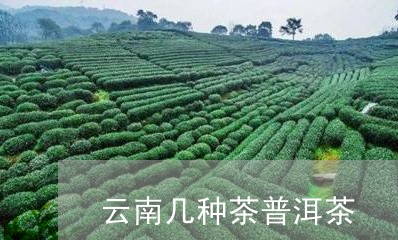 云南几种茶普洱茶/2023031709382