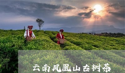 云南凤凰山古树茶/2023032645070