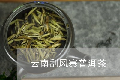 云南刮风寨普洱茶/2023041339493