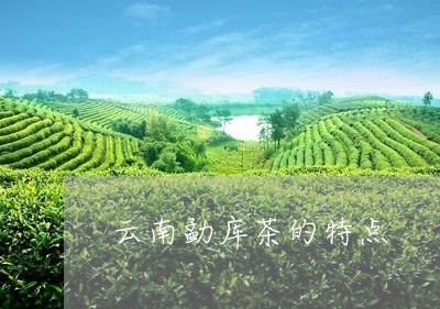 云南勐库茶的特点/2023032590825