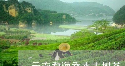 云南勐海乔木古树茶/2023032114836