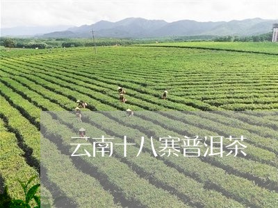 云南十八寨普洱茶/2023041097261