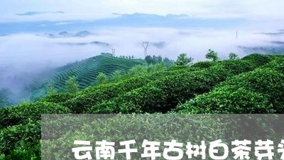 云南千年古树白茶芽头好吗/2023040181704