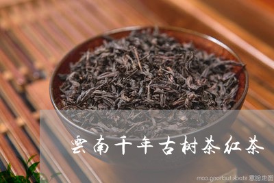 云南千年古树茶红茶/2023032122825