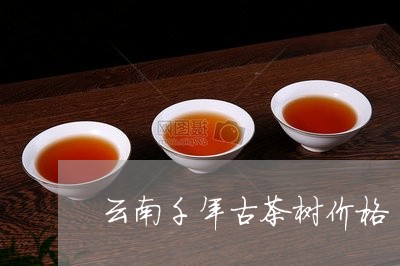 云南千年古茶树价格/2023032236058