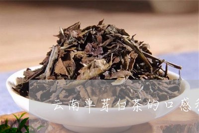 云南单芽白茶的口感和香味/2023040190694