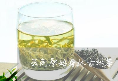 云南原始森林古树茶/2023032152704