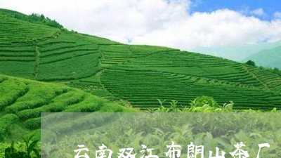 云南双江布朗山茶厂/2023032272138