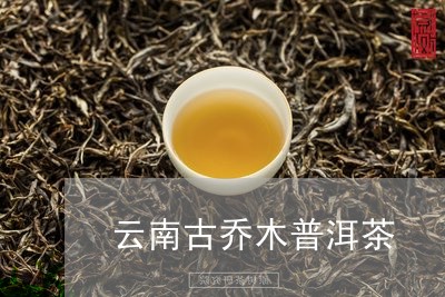 云南古乔木普洱茶/2023031817371