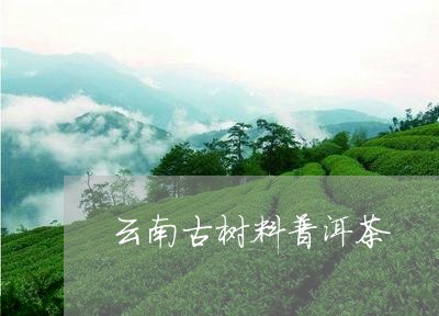 云南古树料普洱茶/2023041327158