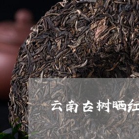 云南古树晒红茶饼/2023032547160