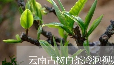 云南古树白茶冷泡视频大全/2023040164240