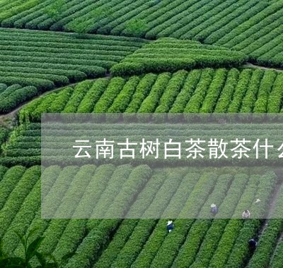 云南古树白茶散茶什么价钱/2023040130693