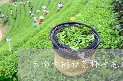 云南古树白茶杯冲泡法图片/2023040100613