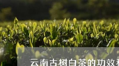 云南古树白茶的功效和作用/2023040178504