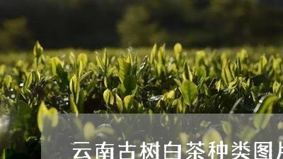 云南古树白茶种类图片介绍/2023040100583