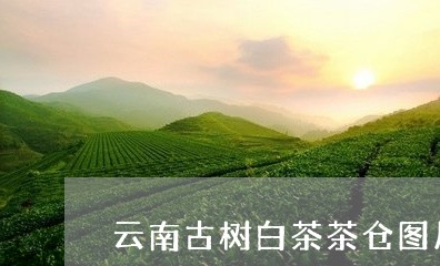 云南古树白茶茶仓图片大全/2023040171825