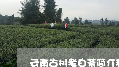 云南古树老白茶简介和特点/2023040136379