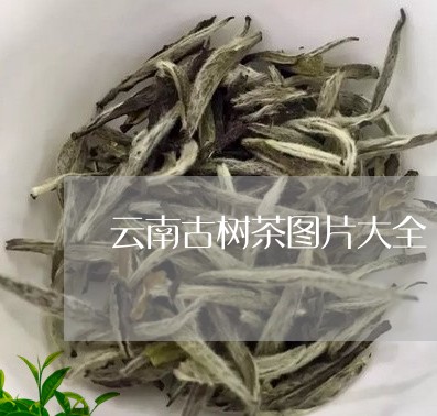 云南古树茶图片大全/2023032273603