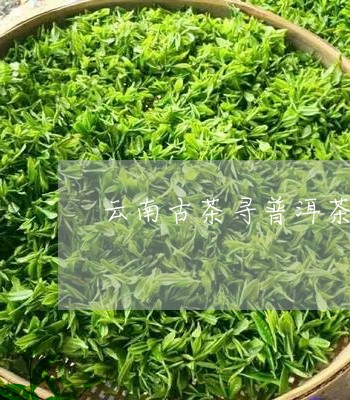 云南古茶寻普洱茶/2023031670505