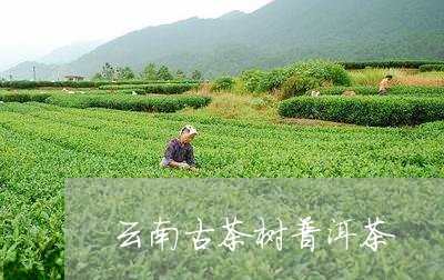 云南古茶树普洱茶/2023040930560