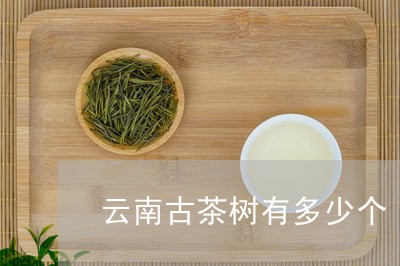 云南古茶树有多少个/2023032103830