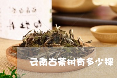 云南古茶树有多少棵/2023032169682