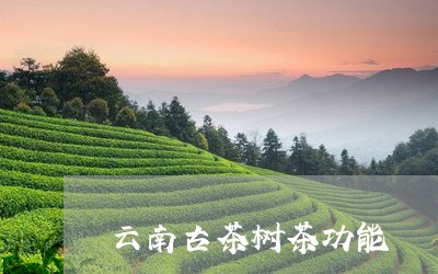 云南古茶树茶功能/2023032536050