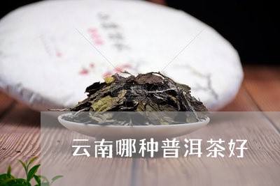 云南哪种普洱茶好/2023041004929