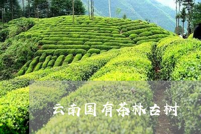 云南国有茶林古树/2023032522815