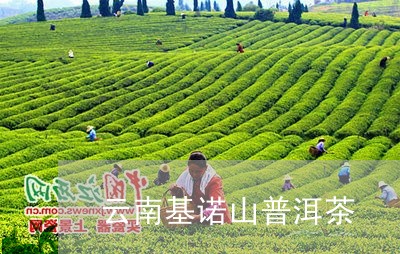 云南基诺山普洱茶/2023041035846